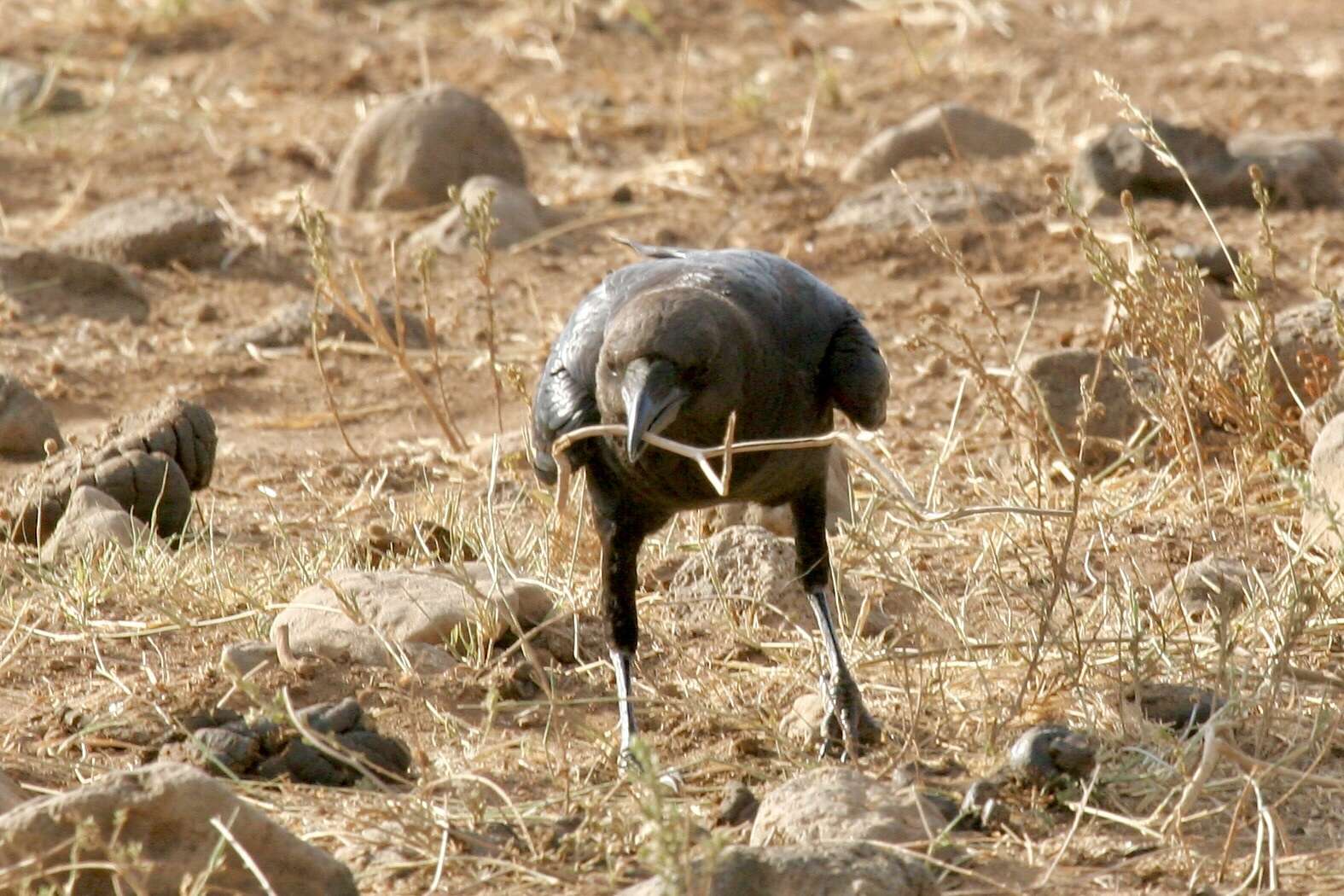 Image of Somali Crow or Dwarf Raven