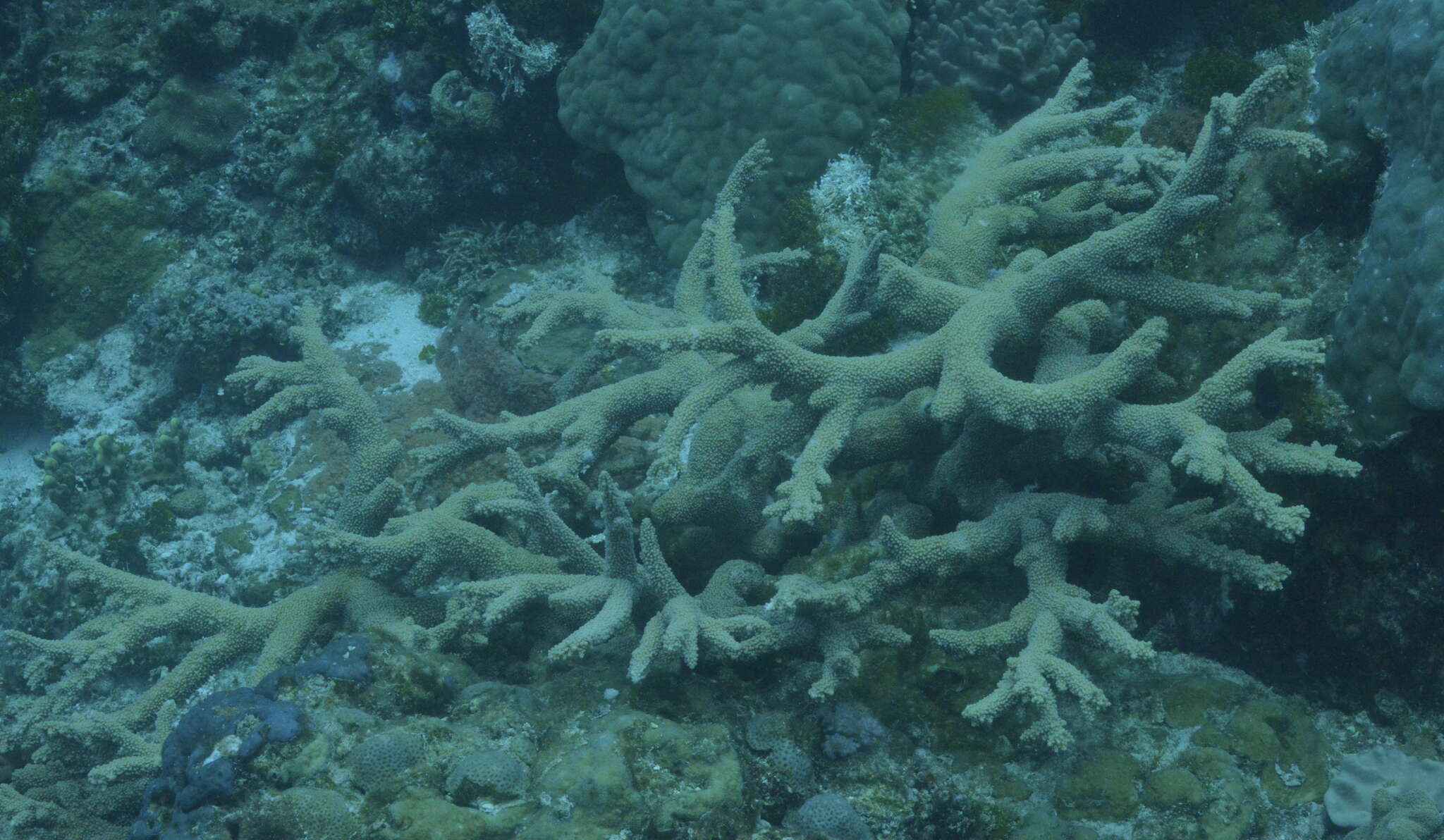 Image of Branch Coral