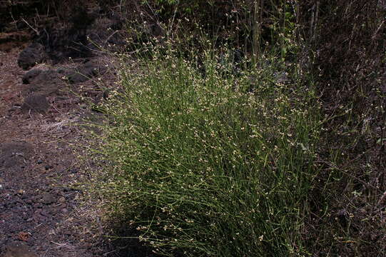 Image of Three-leafed chaff flower