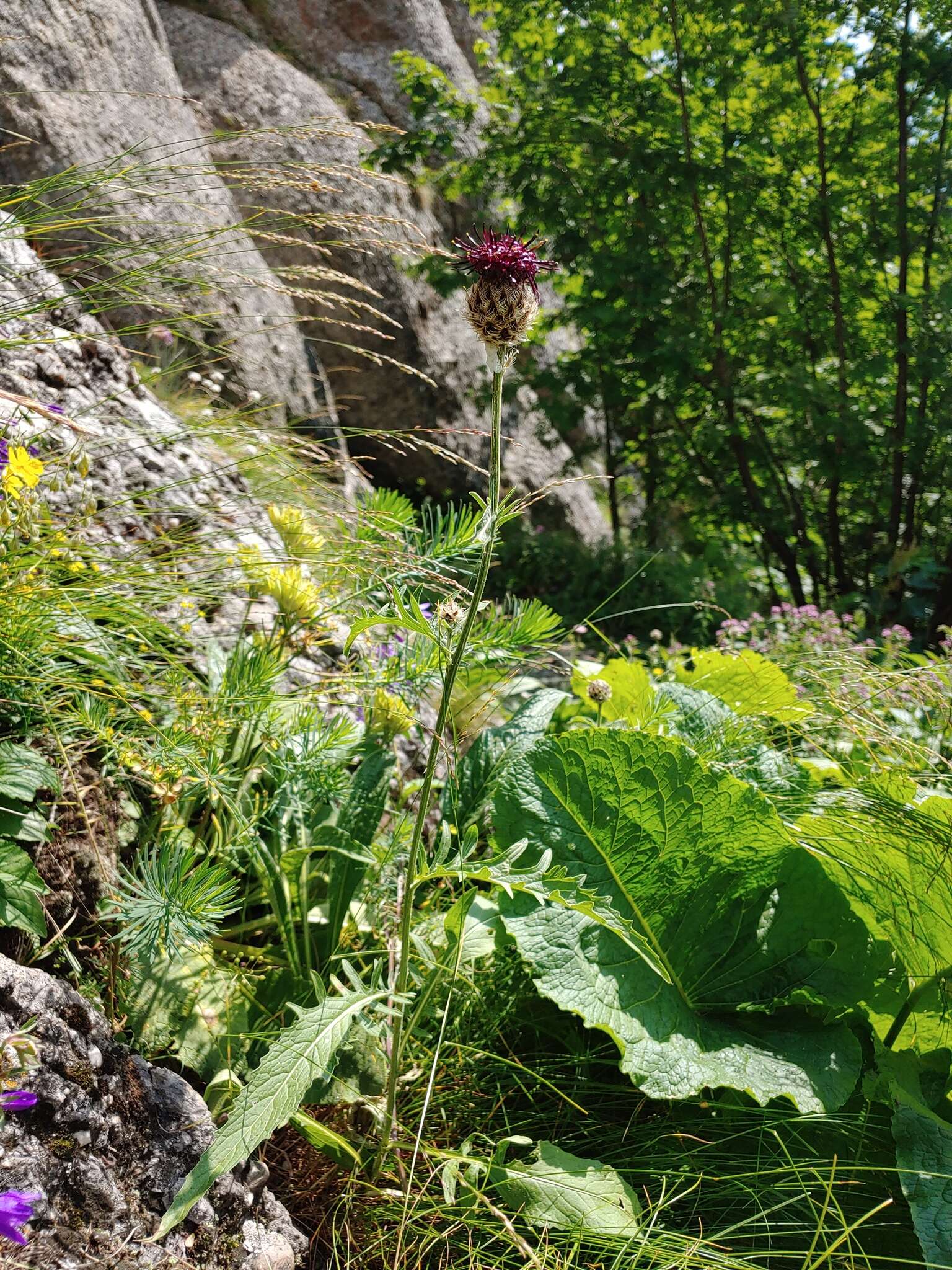 Plancia ëd Centaurea kotschyana Heuff. ex Koch