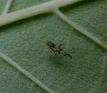 Image of Aphid