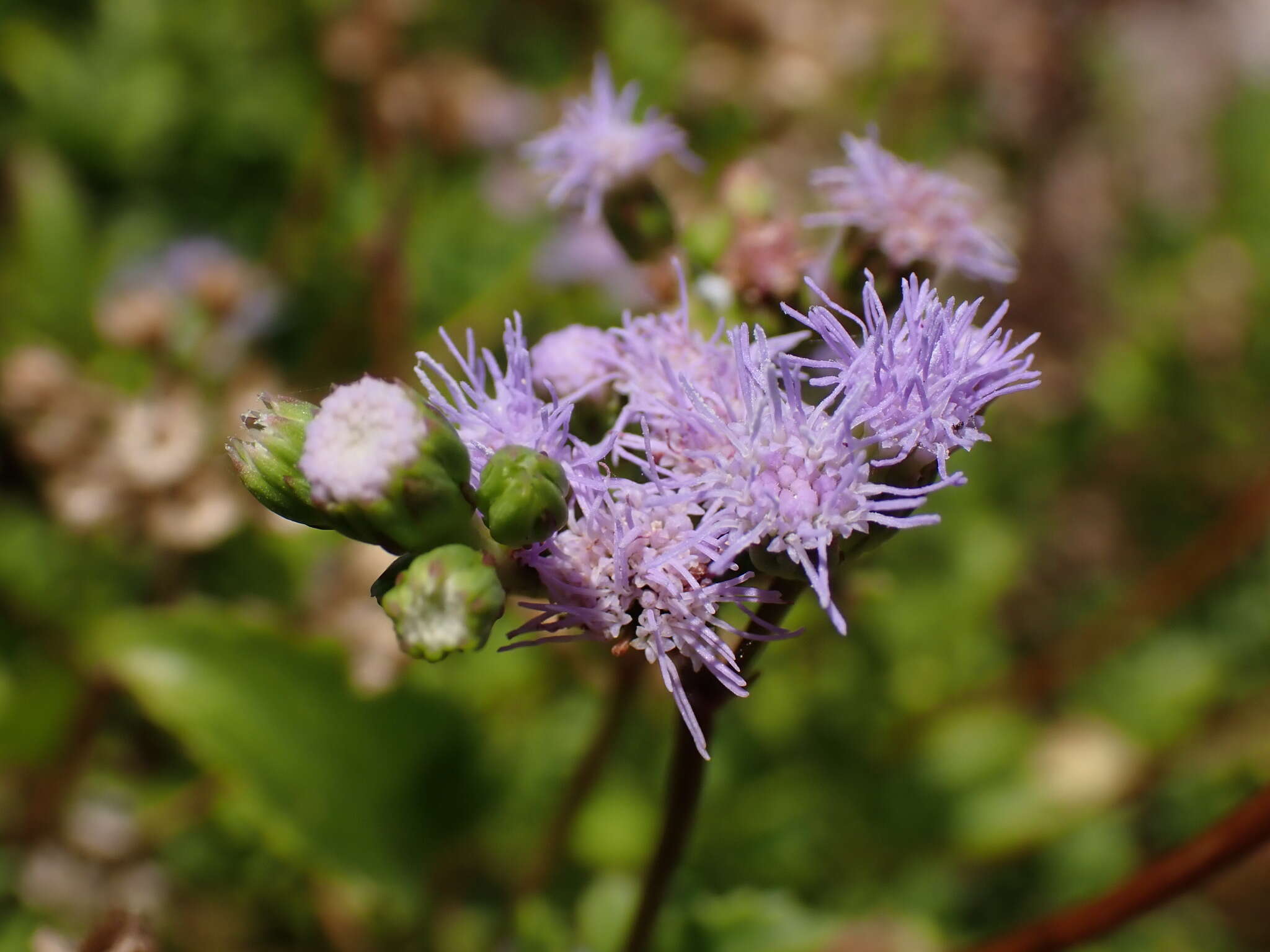 Imagem de Ageratum maritimum Kunth