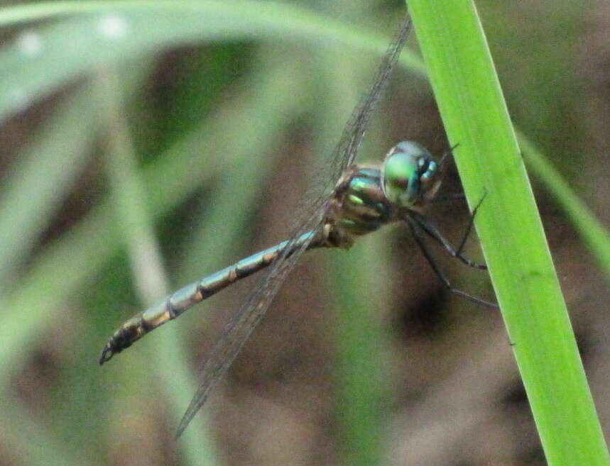 Image of Fat-bellied Emerald