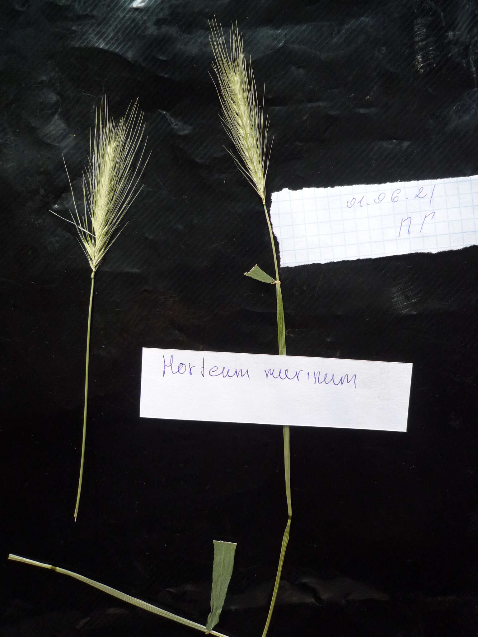 Hordeum murinum subsp. murinum的圖片