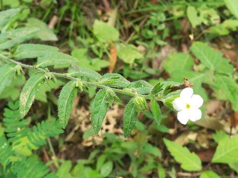 Sivun Lithospermum calcicola Robinson kuva