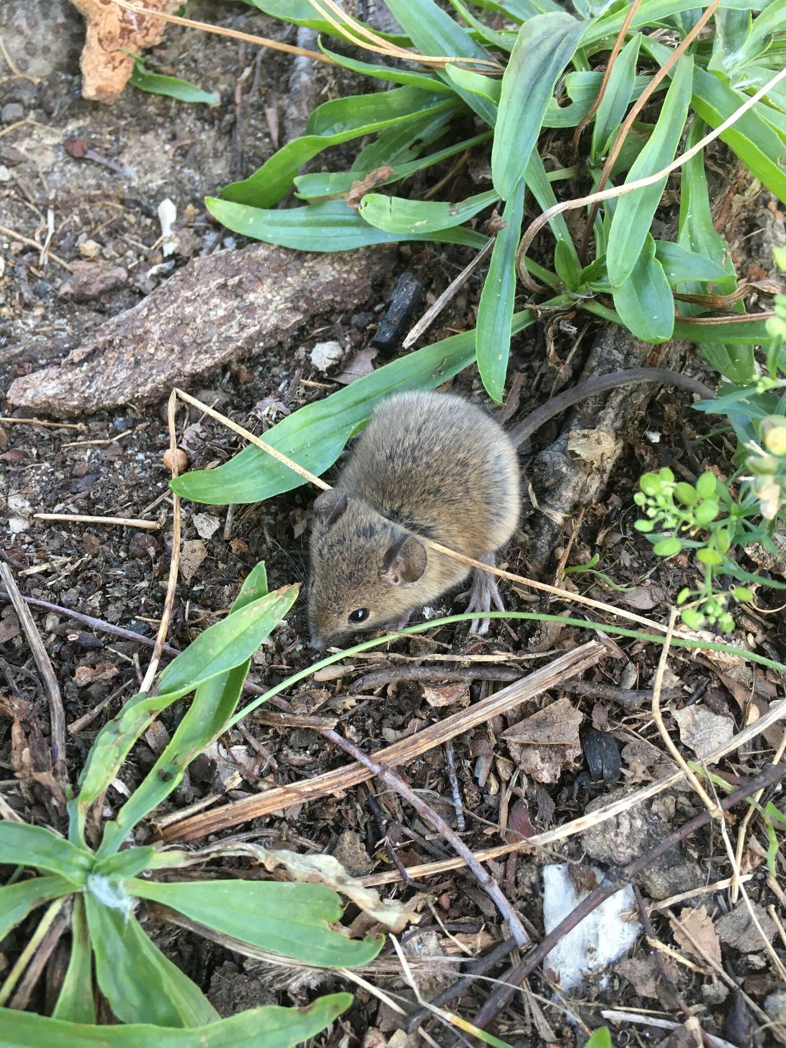 Image of Eastern Harvest Mouse