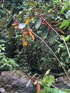 Image of Glossoloma herthae (Mansf.) J. L. Clark