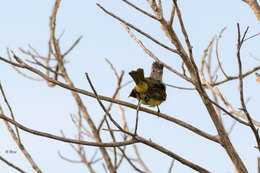 Image of Yellow-bellied Elaenia