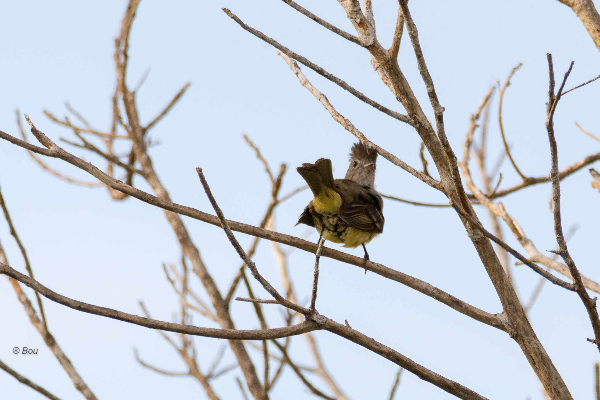 Image of Yellow-bellied Elaenia