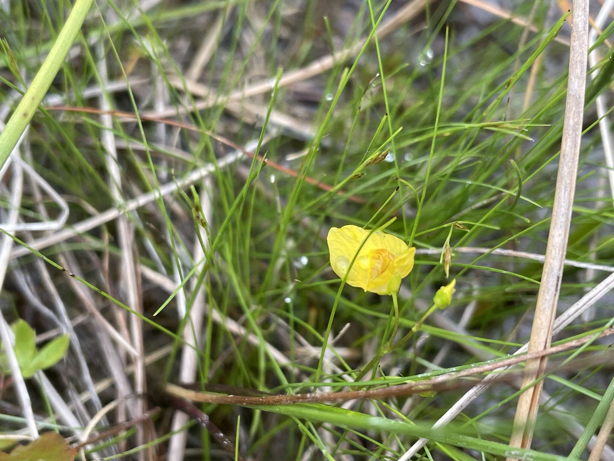 Image of Dwarf Bladderwort