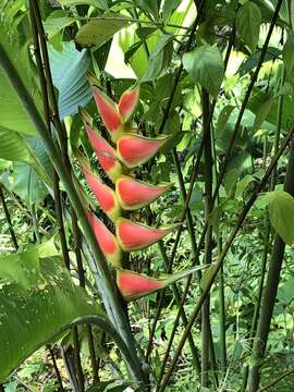 Heliconia wagneriana Petersen的圖片