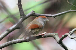 Image of Ashy-throated Parrotbill