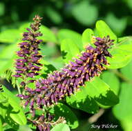 Imagem de Amorpha fruticosa L.