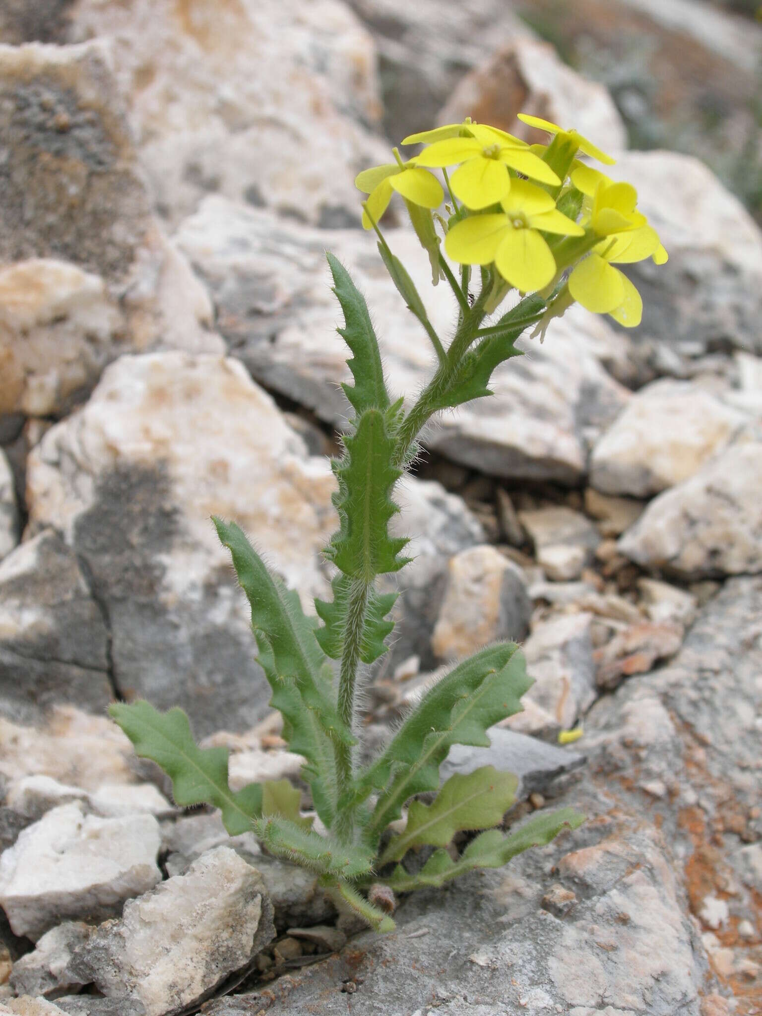 Слика од Biscutella cichoriifolia Loisel.