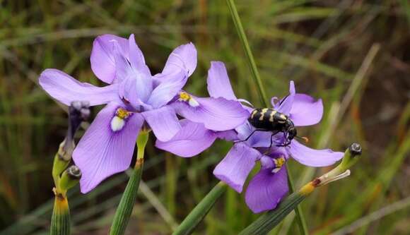 Image of Moraea inclinata Goldblatt