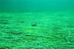 Image of Coastal stingaree