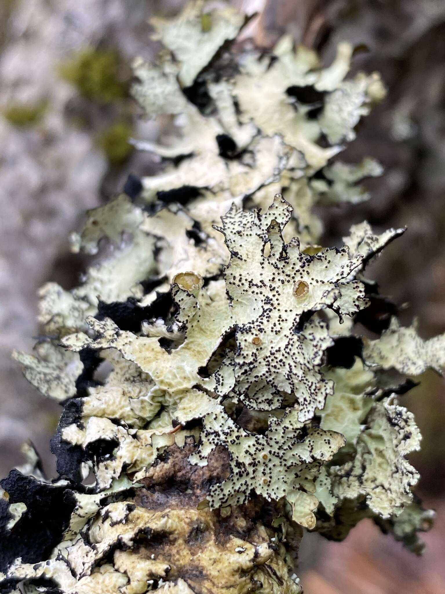 Image of esslingeriana lichen