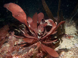 Image of Dilsea carnosa