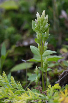 Image of Four-Part Dwarf-Gentian