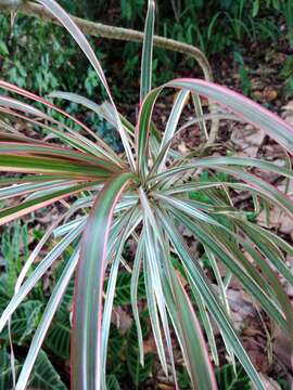 Image of Dracaena reflexa var. angustifolia Baker