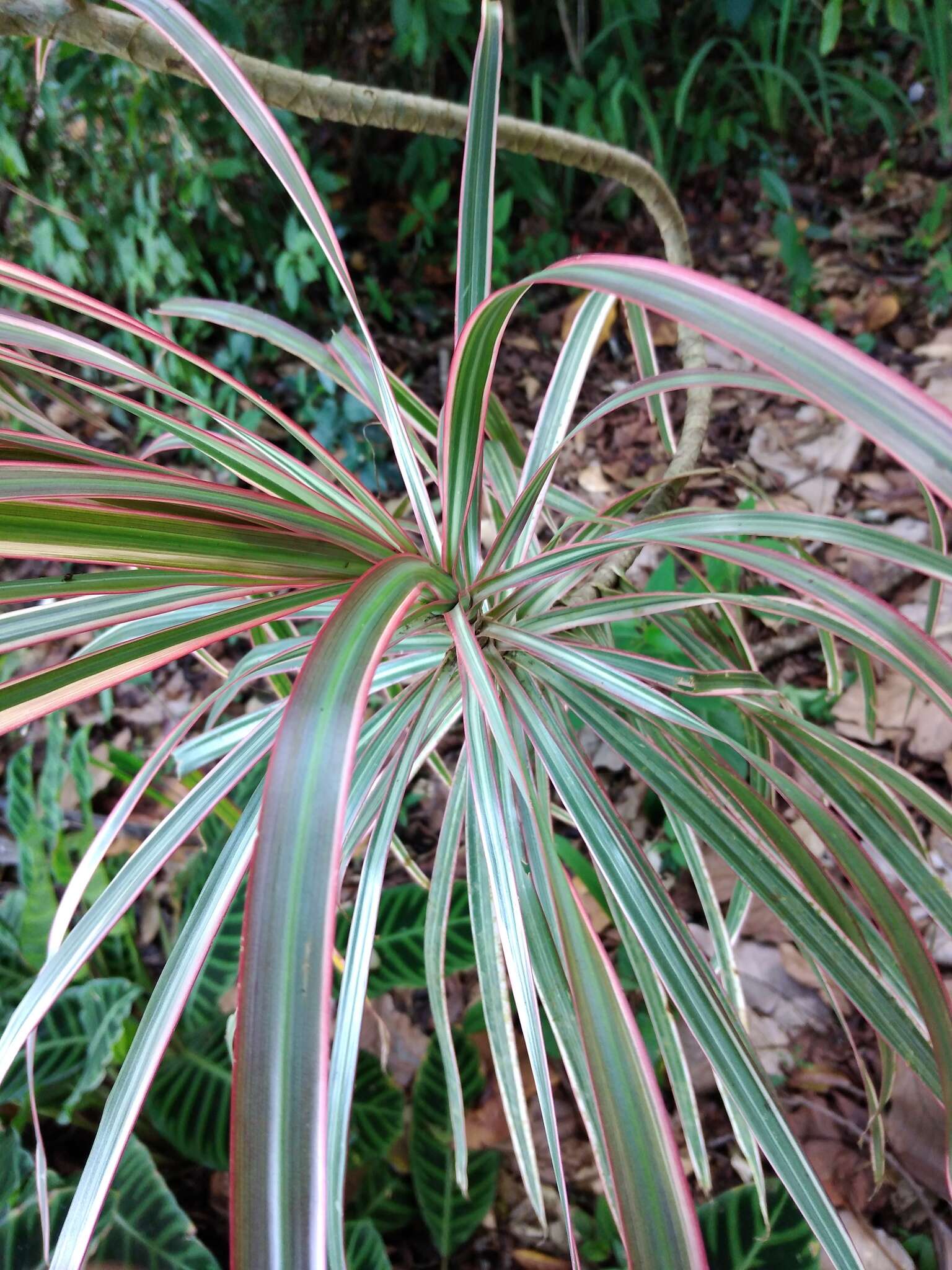 Plancia ëd Dracaena reflexa var. angustifolia Baker