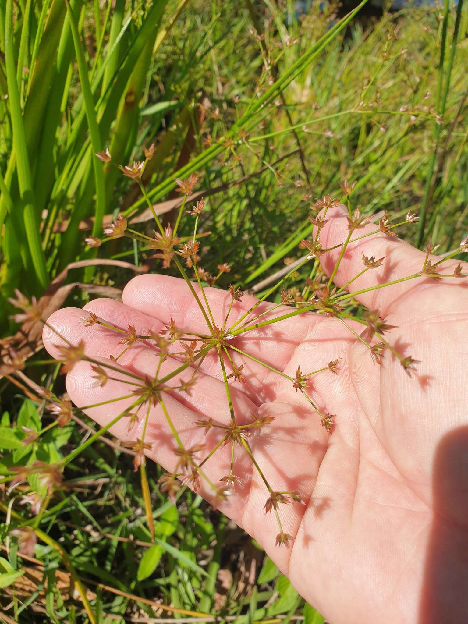 Juncus prismatocarpus R. Br. resmi