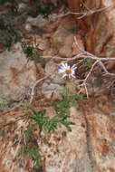 Olearia stuartii (F. Müll.) F. Müll. resmi