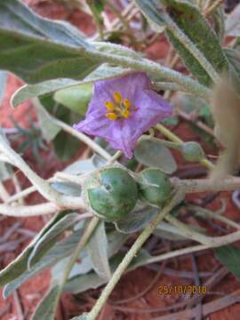 Image of Solanum esuriale Lindl.