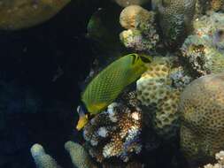 Image of Latticed Butterflyfish