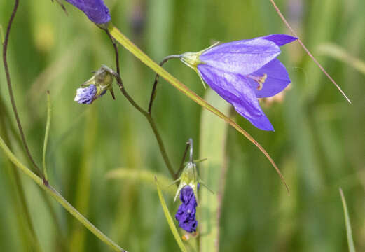 Plancia ëd Campanula intercedens Witasek