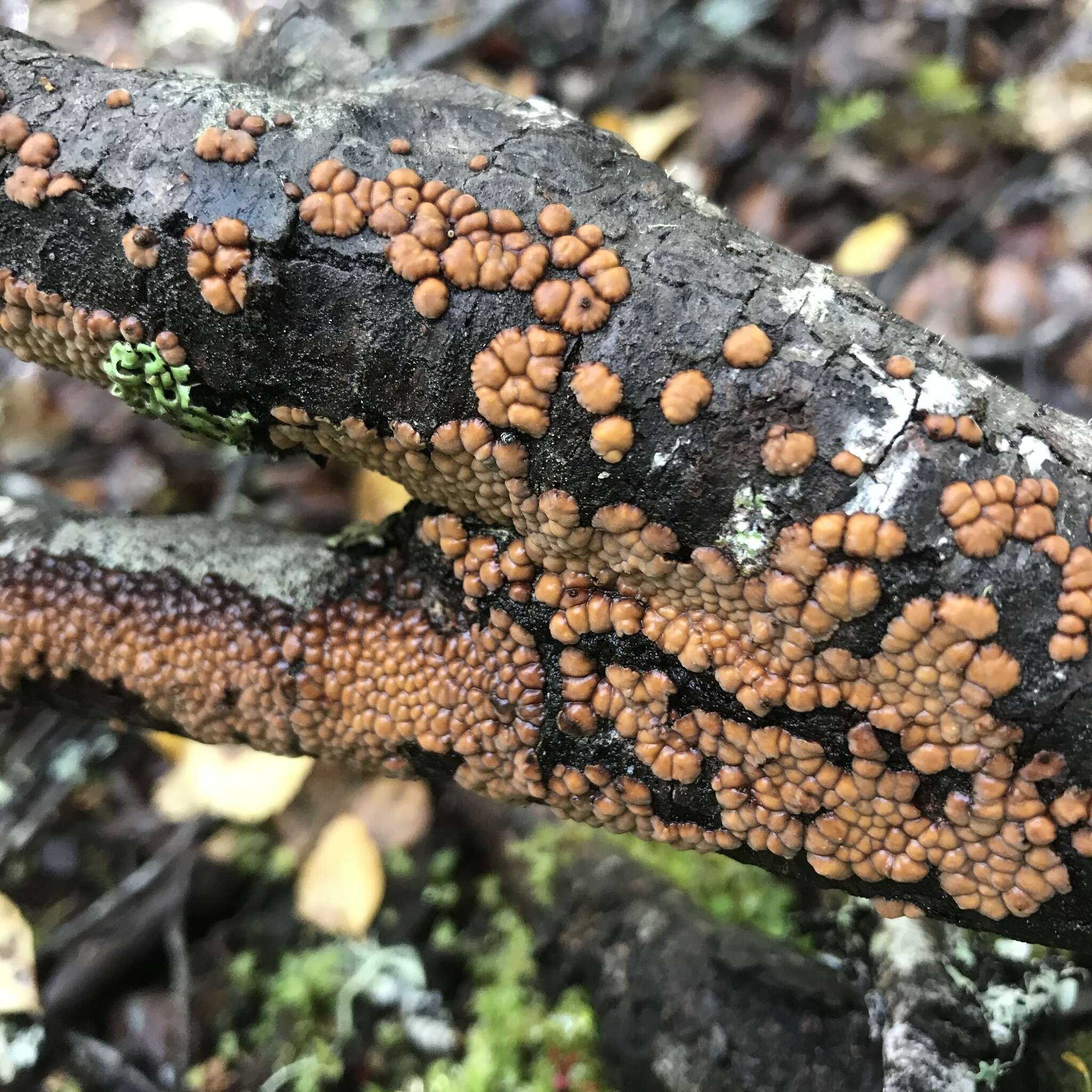 Aleurodiscus berggrenii (Cooke) G. Cunn. 1953的圖片