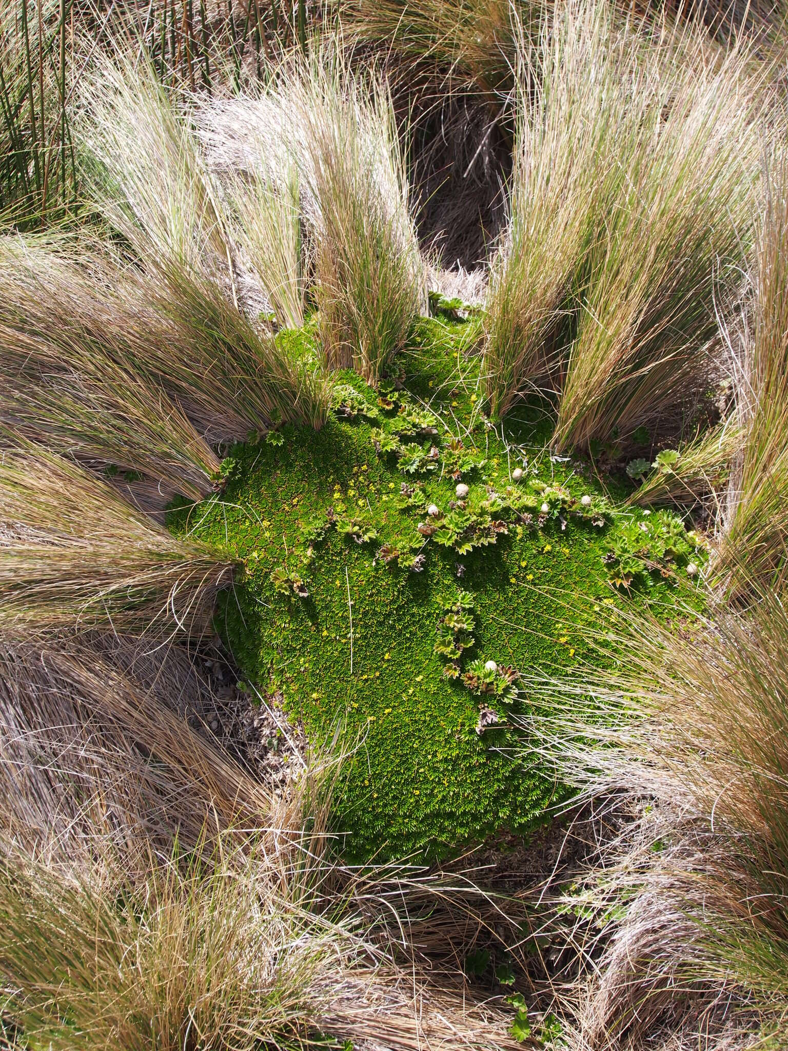 Image of Andean tapeti