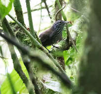 Image of Stripe-breasted Wren