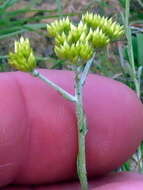 Image of Helichrysum rutilans (L.) D. Don