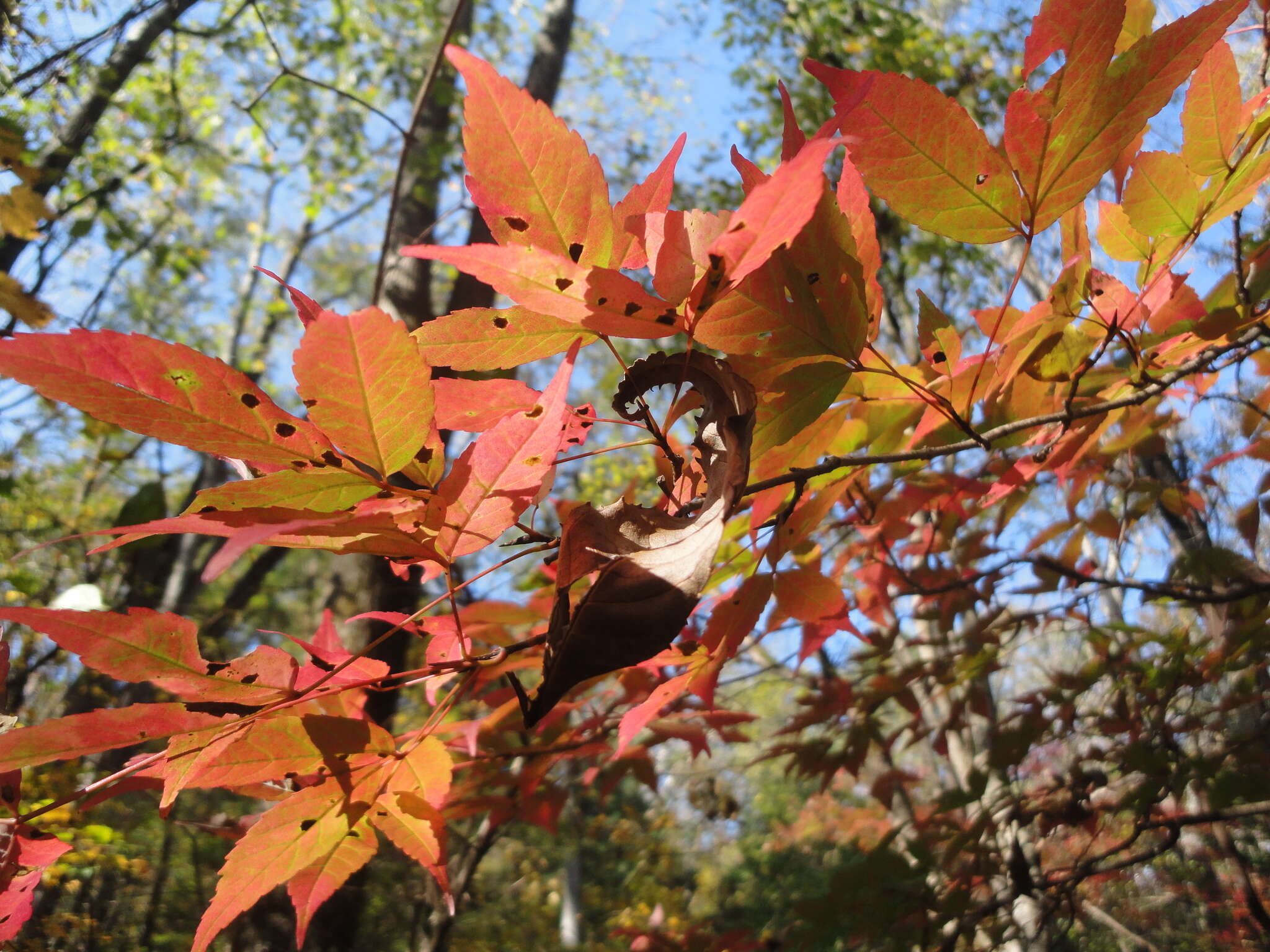 Plancia ëd Acer mandshuricum Maxim.