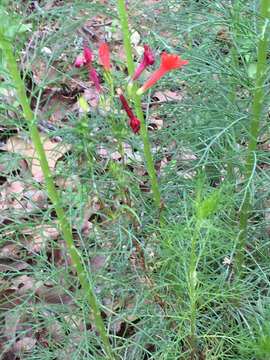 Image de Ipomopsis rubra (L.) Wherry