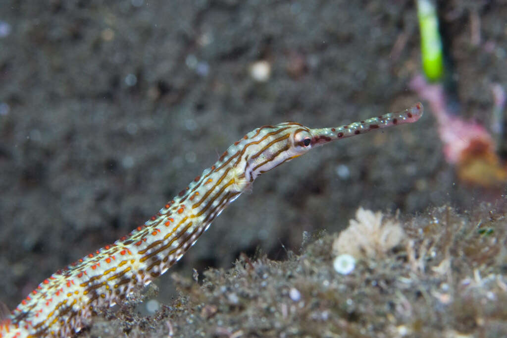 Image de Corythoichthys ocellatus Herald 1953