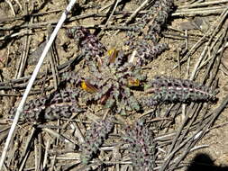 صورة Pedicularis semibarbata A. Gray