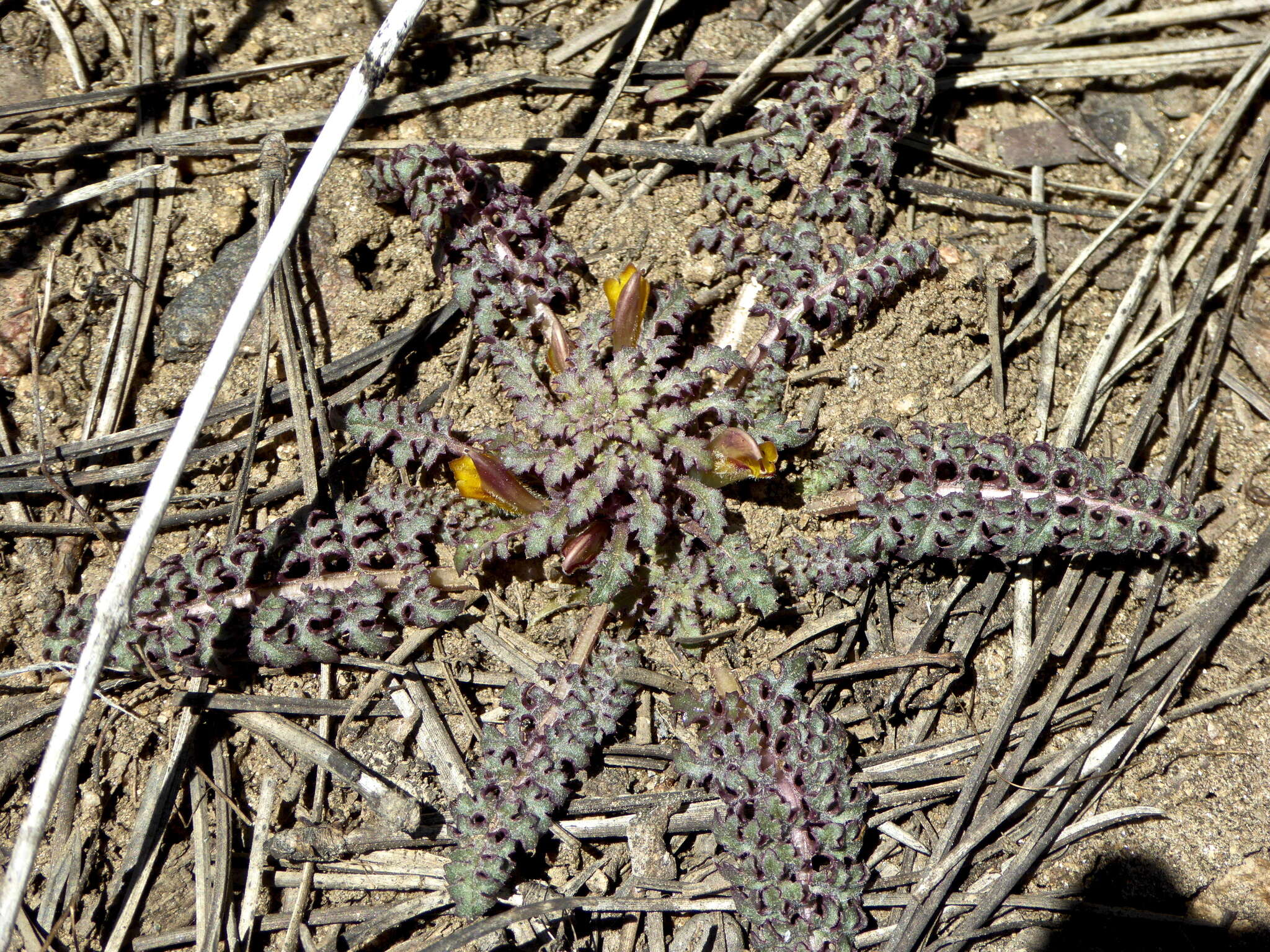 صورة Pedicularis semibarbata A. Gray