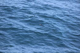 Image of Tufted Puffin