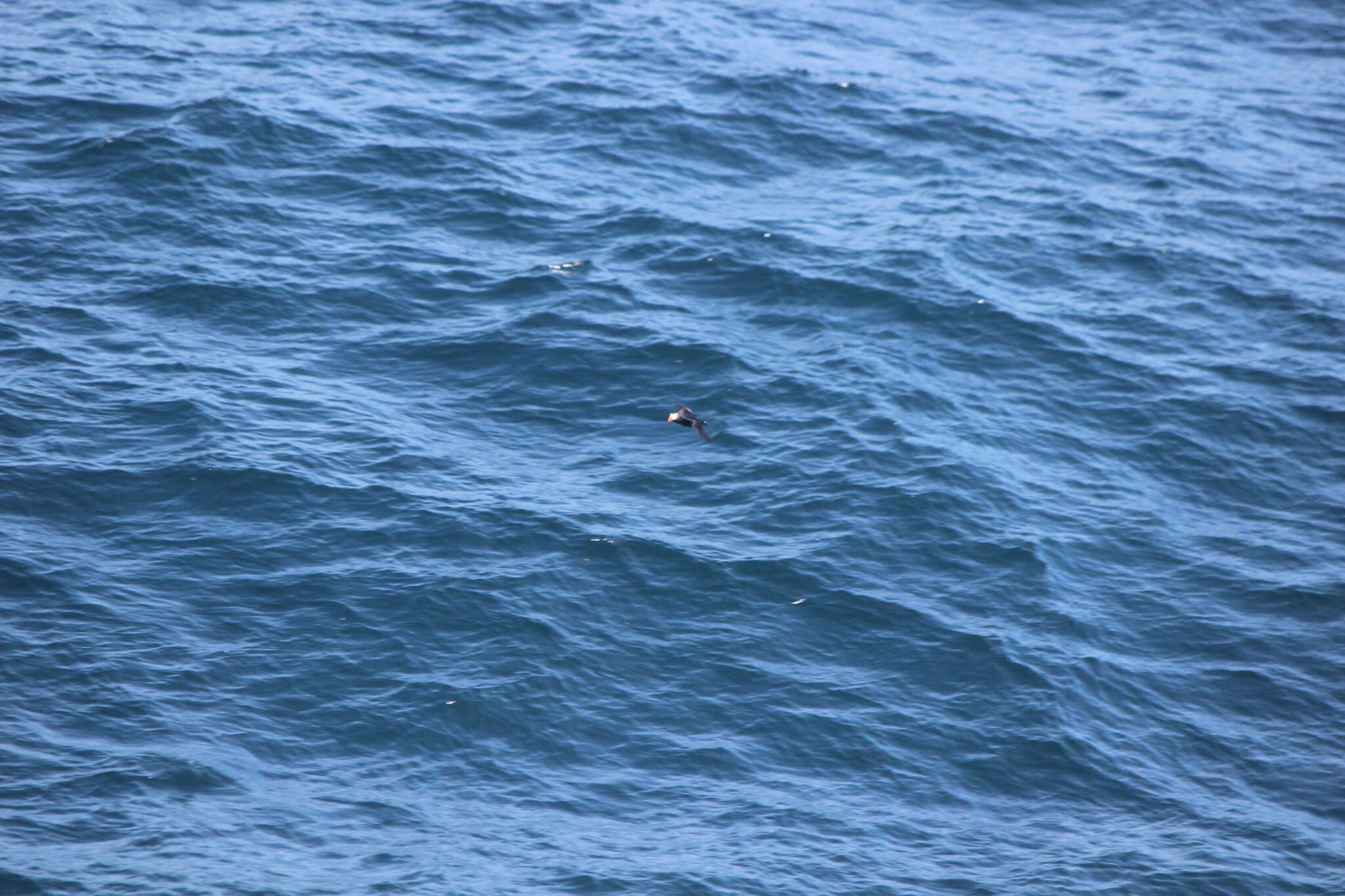 Image of Tufted Puffin