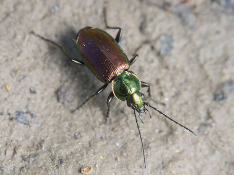 Image of six-point ground beetle