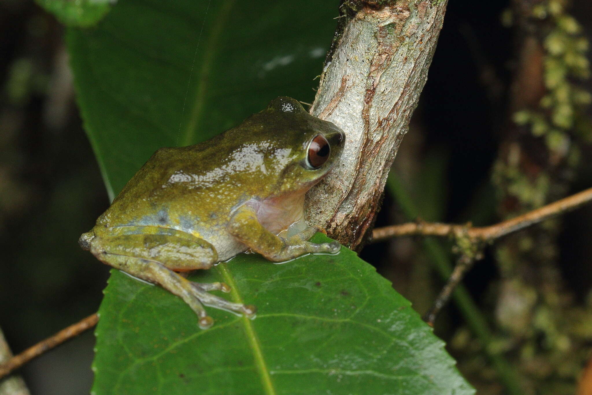 Image of Beddome's bubble-nest frog