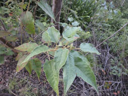 Image de Croton flavens L.