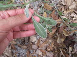 Image of Florida goldenaster