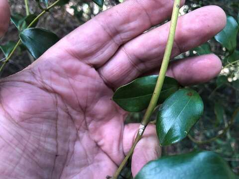 Sivun Ripogonum brevifolium Conran & Clifford kuva