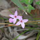 Image of Boronia ovata Lindl.