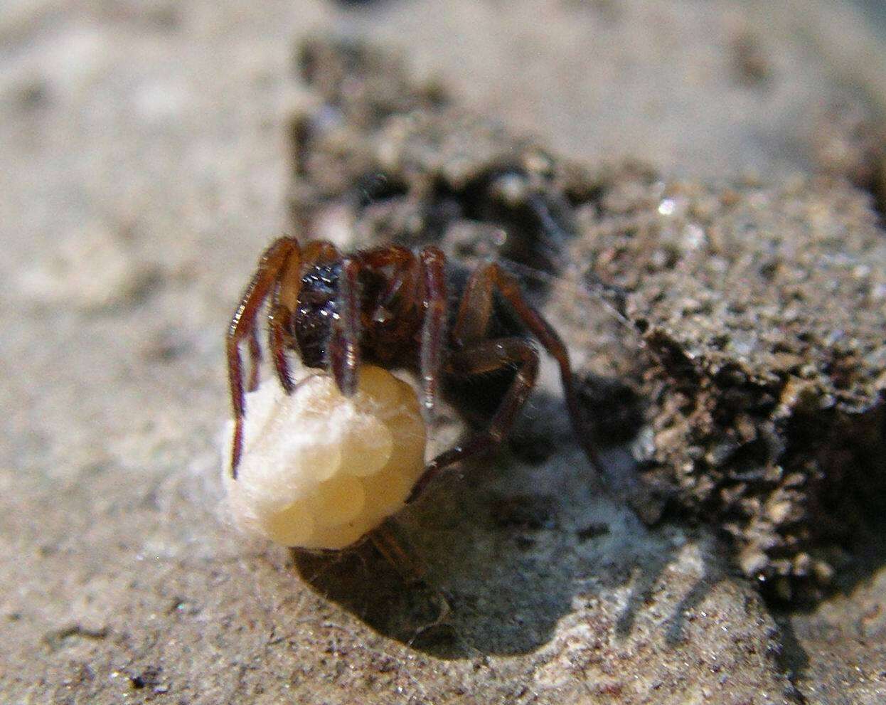 Image of Cybaeopsis macaria (Chamberlin 1947)