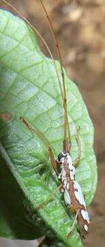 Image of Olenecamptus albidus Jordan 1894