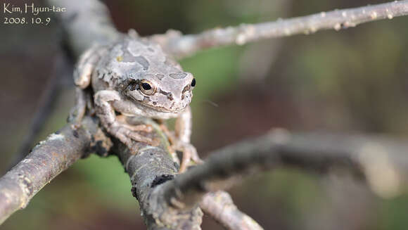 Image of Japanese Tree Frog